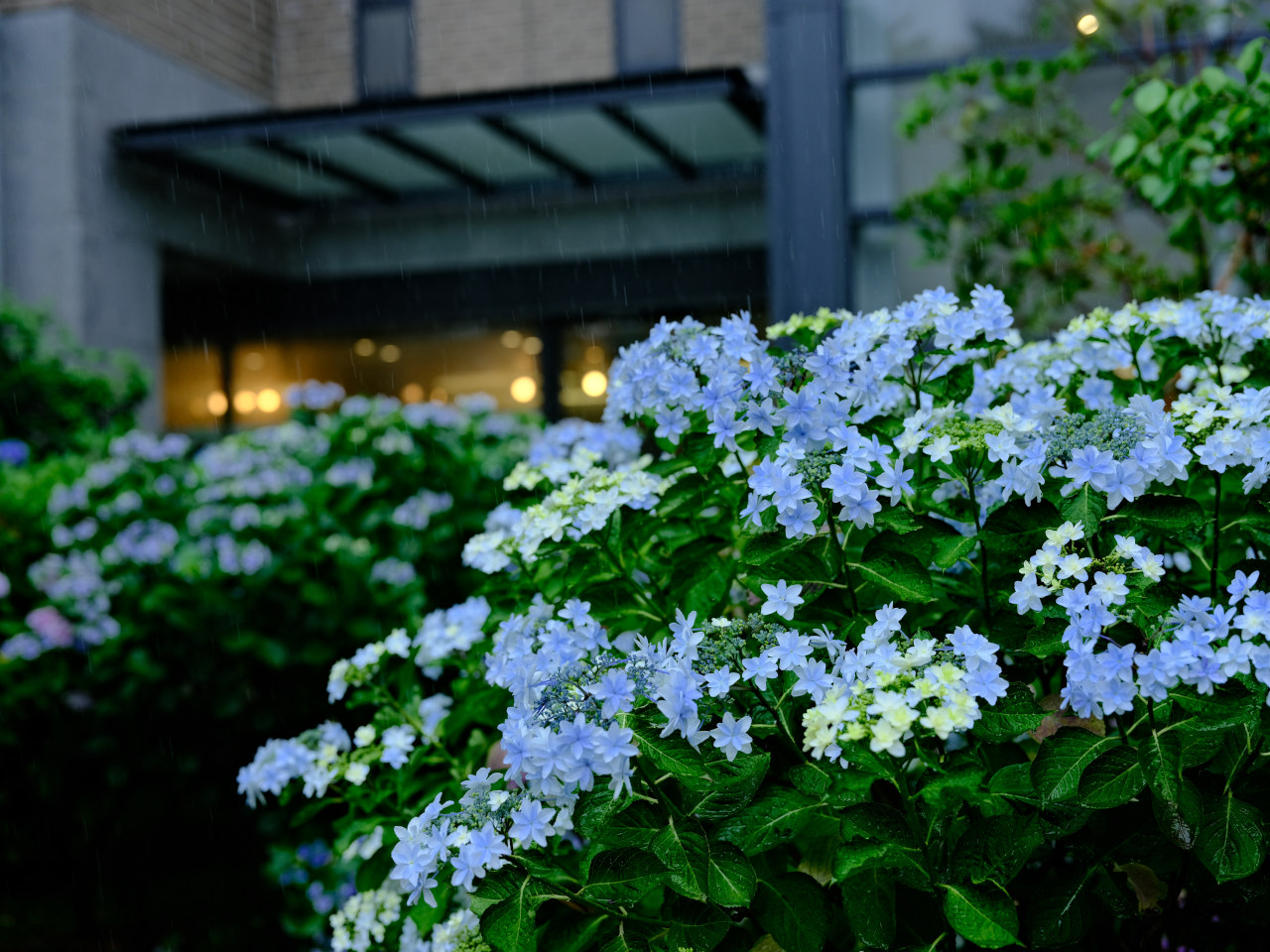 ギャラリーの画像２