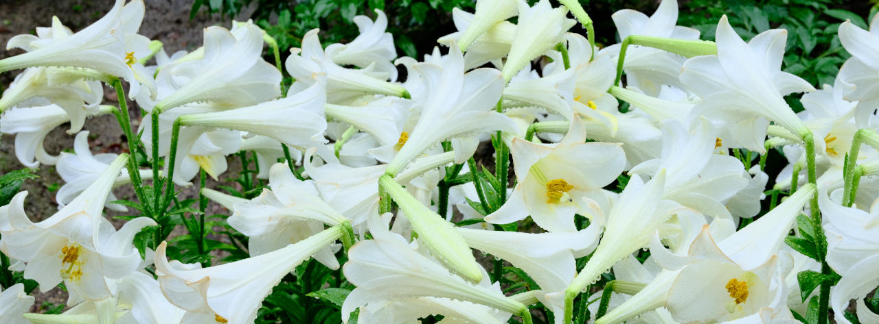 ギャラリーの画像４